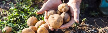 patates tutan panoramik atış serbest çiftçi 