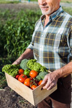 cropped view of happy farmer holding wooden box with vegetables near corn field clipart