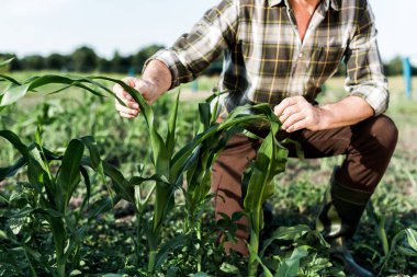 selective focus of self-employed farmer sitting near corn field  clipart