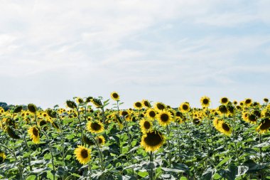 bulutlar ile mavi gökyüzüne karşı sarı ayçiçeği ile alan 