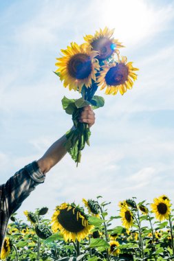 cropped view of farmer holding sunflowers against sky  clipart