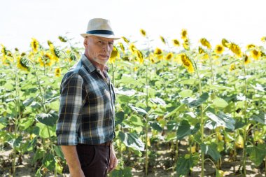 ayçiçeği ile tarla yakınında hasır şapka sakallı çiftçi 