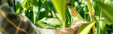 panoramic shot of farmer touching corn near green leaves  clipart