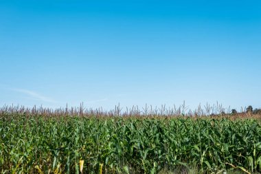 corn field with green leaves against blue sky  clipart