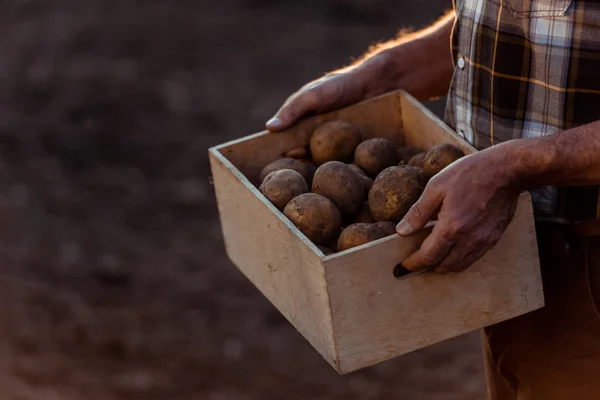 Beskuren Över Egenföretagare Jordbrukar Hållande Låda Med Ekologisk Potatis — Stockfoto