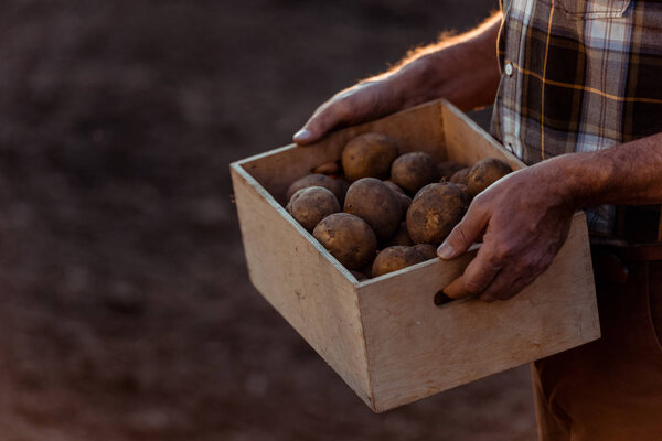 cropped view of self-employed farmer holding box with organic potatoes 