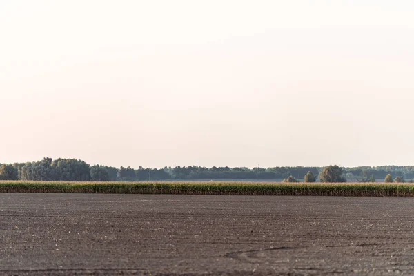 Ziemi Pobliżu Pola Kukurydzy Zielonych Drzew Przed Niebem — Zdjęcie stockowe