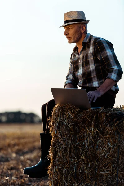 self-employed senior man sitting on bale of hay and using laptop
