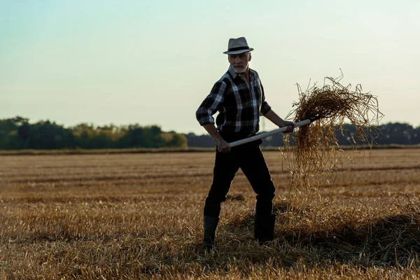 Homem Sênior Bonito Chapéu Palha Segurando Ancinho Com Feno Campo — Fotografia de Stock