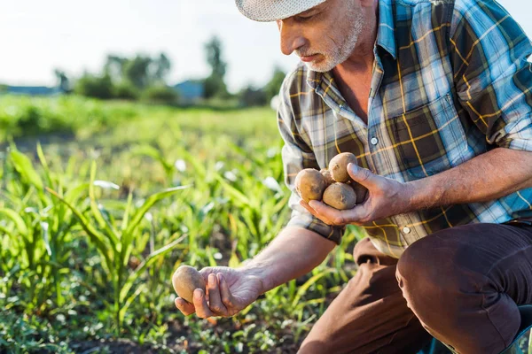 Granjero Autónomo Con Sombrero Paja Sosteniendo Patatas Cerca Del Campo —  Fotos de Stock