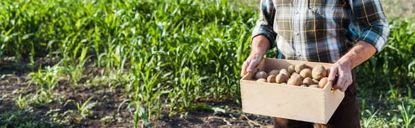 Tiro Panorâmico Agricultor Autônomo Segurando Caixa Madeira Com Batatas Perto — Fotografia de Stock
