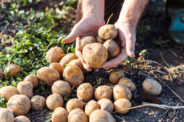 Vista Recortada Los Agricultores Autónomos Alto Nivel Que Poseen Patatas — Foto de Stock