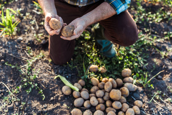 selective focus of self-employed farmer holding potatoes 