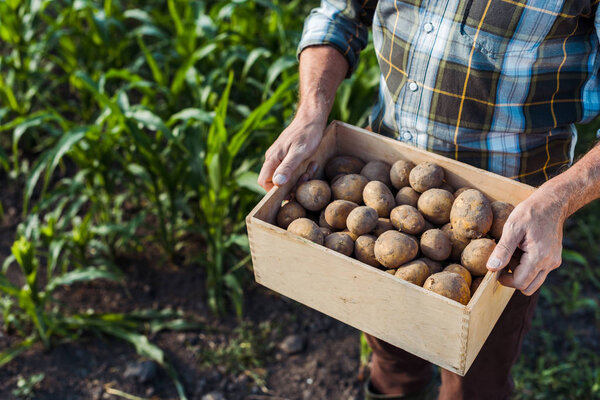 обрезанный вид старшего самостоятельно занятого фермера, держащего деревянную коробку с картофелем возле кукурузного поля
