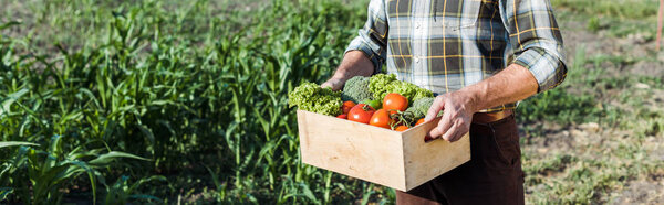 panoramic shot of senior farmer holding wooden box with vegetables near corn field
