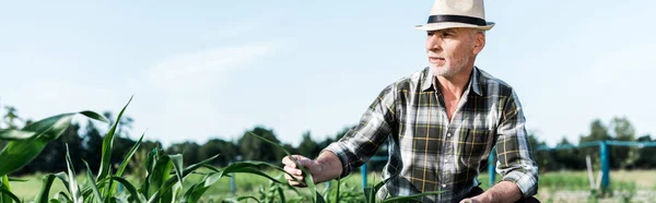 Panoramabild Senior Man Sitter Nära Corn Field — Stockfoto