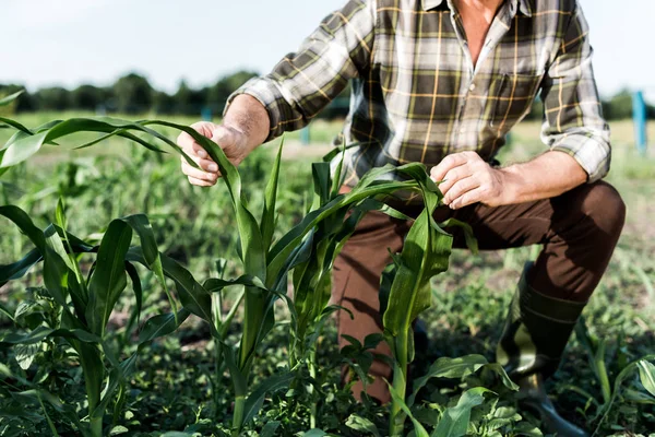 Focalizzazione Selettiva Dell Agricoltore Autonomo Seduto Vicino Campo Mais — Foto Stock