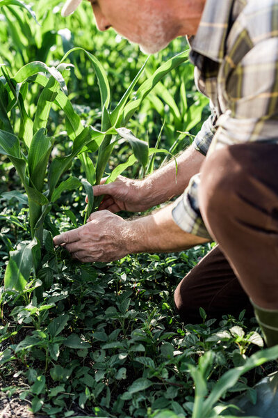 cropped view of self-employed farmer sitting near corn field 