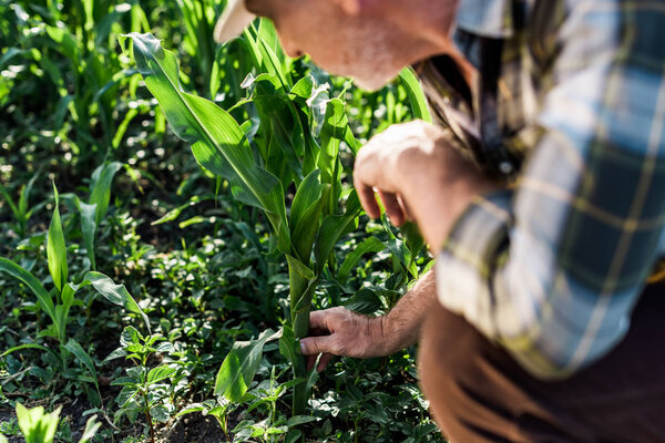 cropped view of self-employed farmer sitting near green corn field 