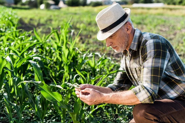 Pohledný Samozaměstnaný Zemědělec Slaměném Klobouku Sedícího Blízko Zeleného Kukuřičného Pole — Stock fotografie