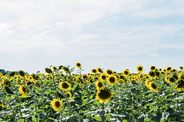 field with yellow sunflowers against blue sky with clouds 