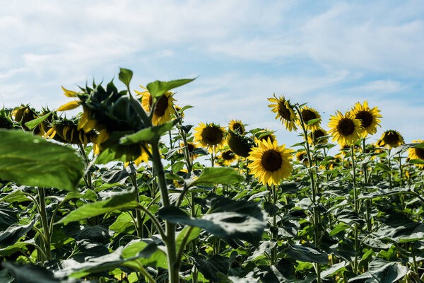 selective focus of field with sunflowers against blue sky 
