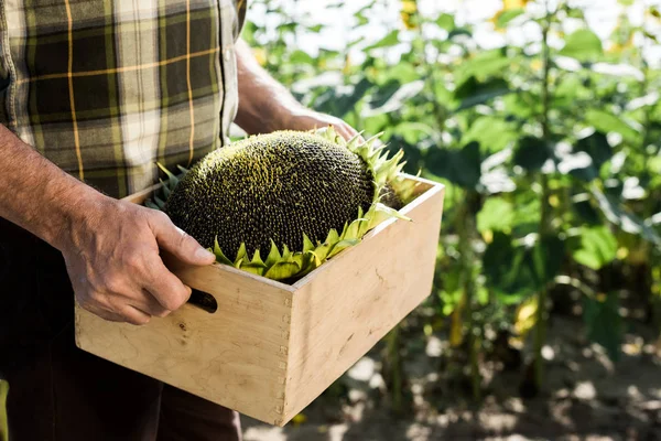 Beskuren Syn Egenföretagare Farmer Holding Box Med Solrosor — Stockfoto