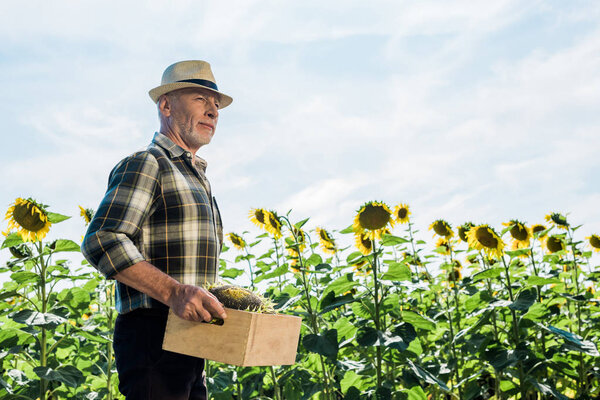 bearded senior man holding box with sunflowers 