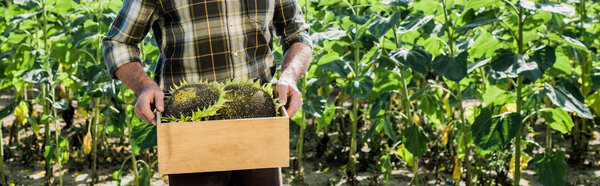 panoramic shot of self-employed  farmer holding box with sunflowers 