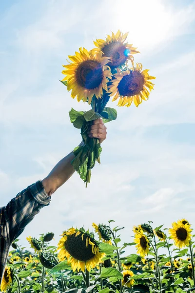 Cropped View Farmer Holding Sunflowers Sky — Stock Photo, Image