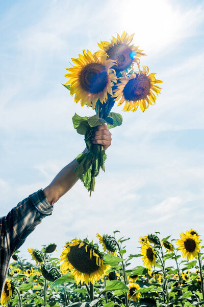 cropped view of farmer holding sunflowers against sky 