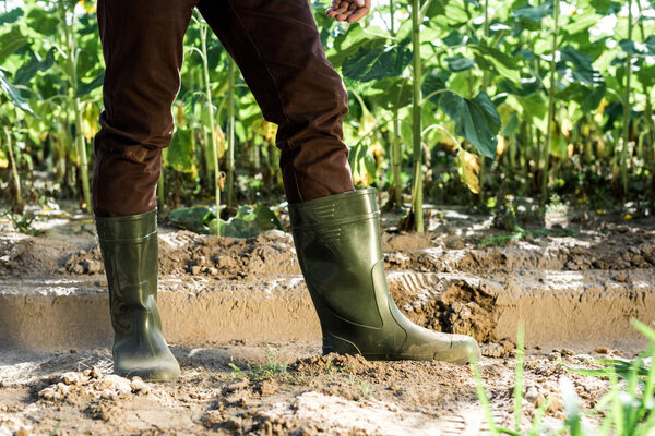 cropped view of farmer standing on ground near green plants 