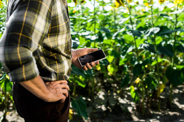 cropped view of farmer standing with hand on hip and holding smartphone with blank screen 