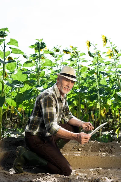 Веселий Самозайнятий Фермер Використовуючи Цифровий Планшет Біля Поля Соняшниками — стокове фото