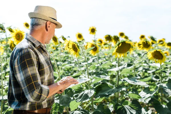 Fermier Barbă Folosind Tabletă Digitală Lângă Câmp Floarea Soarelui — Fotografie, imagine de stoc