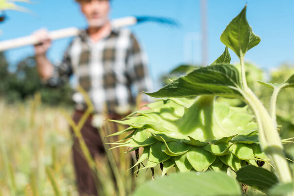 selective focus of green leaves near self-employed farmer 