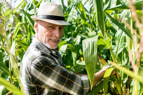 Selektivní Zaměření Šťastného Farmáře Který Dotýká Kukuřice Blízkosti Zelených Listů — Stock fotografie