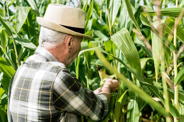 self-employed farmer in straw hat touching fresh leaves in corn field