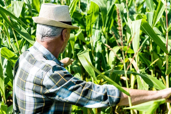 Пожилой Человек Соломенной Шляпе Касается Свежих Листьев Кукурузном Поле — стоковое фото