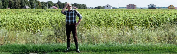 Panoramic Shot Senior Farmer Touching Straw Hat Standing Hand Hip — Stock Photo, Image