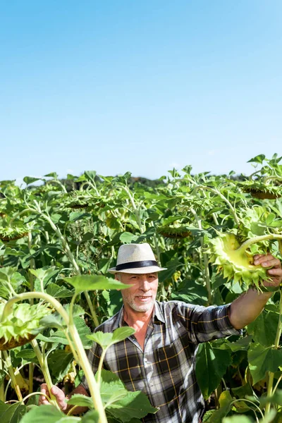 ヒマワリの近くにわら帽子で幸せな農家の選択的な焦点 — ストック写真