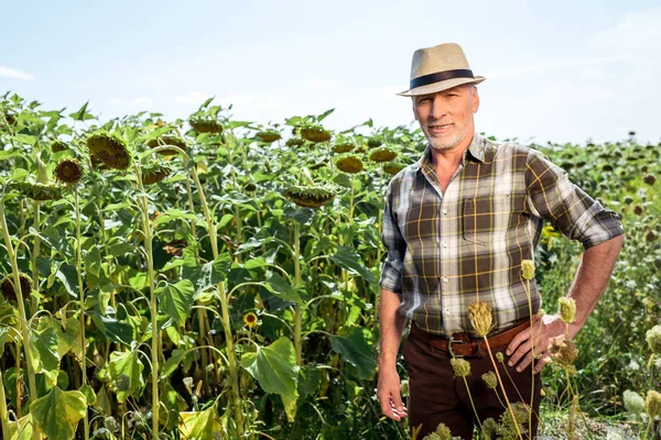 ヒマワリの近くに腰に手を置いて立っているわら帽子の幸せな農夫 — ストック写真