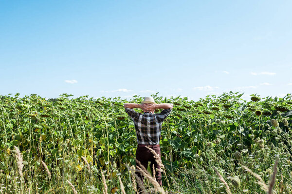 back view of self-employed farmer in straw hat standing near sunflowers in field 