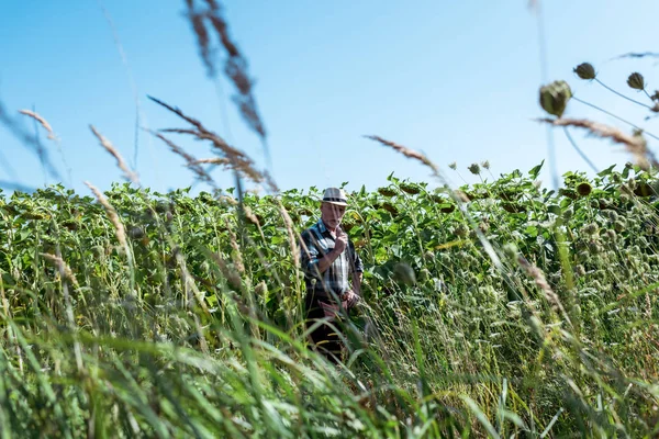 selective focus of self-employed farmer in straw hat standing near sunflowers in field