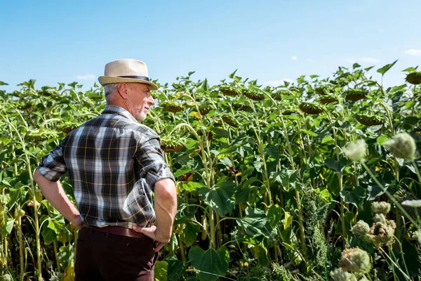 Agriculteur Chapeau Paille Debout Avec Les Mains Sur Les Hanches — Photo