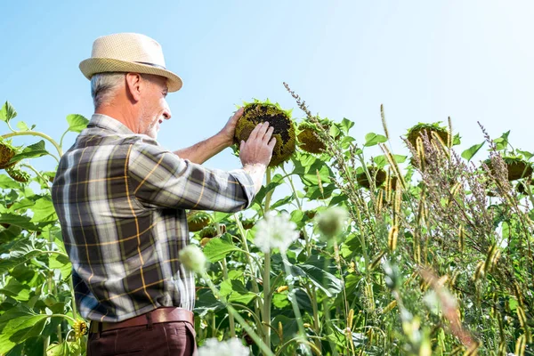 Enfoque Selectivo Agricultor Alegre Sombrero Paja Tocando Girasol — Foto de Stock