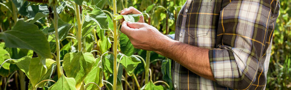 panoramic shot of farmer touching green leaf in field 