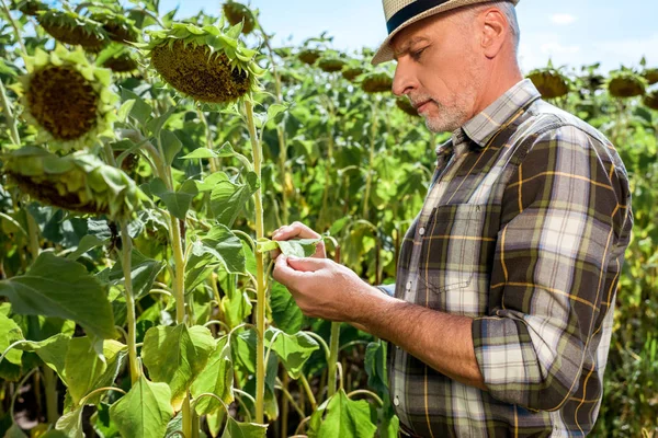 Messa Fuoco Selettiva Contadino Barbuto Toccare Foglia Verde Vicino Girasoli — Foto Stock