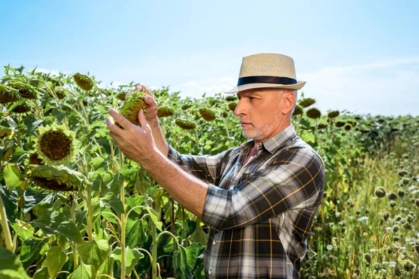 Contadino Barbuto Toccare Girasoli Fiore Campo — Foto Stock