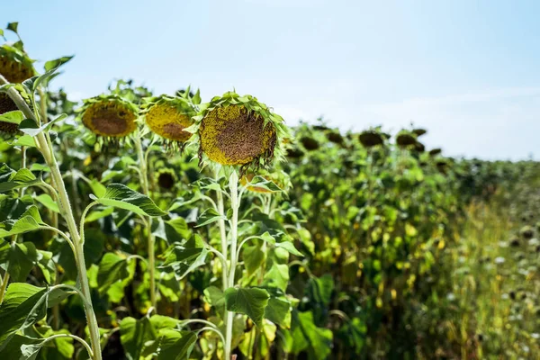 Selective Focus Field Blooming Sunflowers Blue Sky — Stock Photo, Image